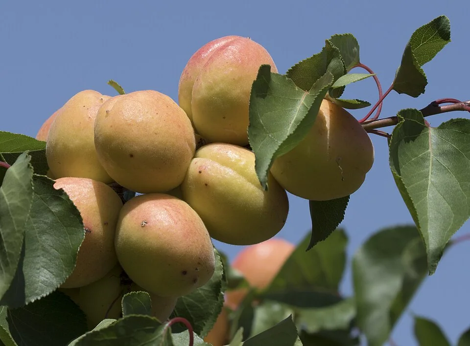 Abricots (Prunus armeniaca) mûrissant sur un rameau