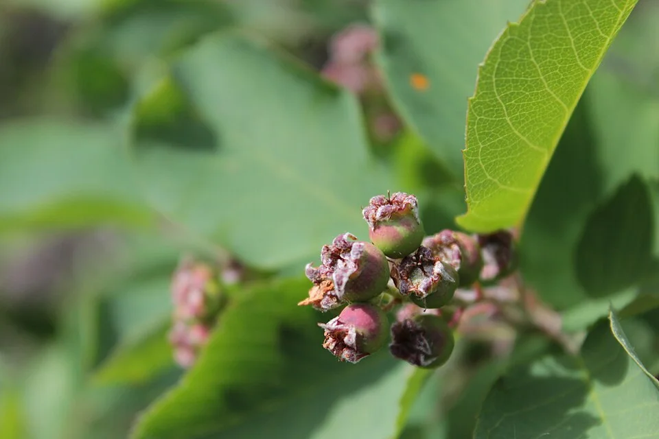 Jeunes fruits d’amélanchier à feuilles d’aulne (Amelanchier alnifolia), après la floraison