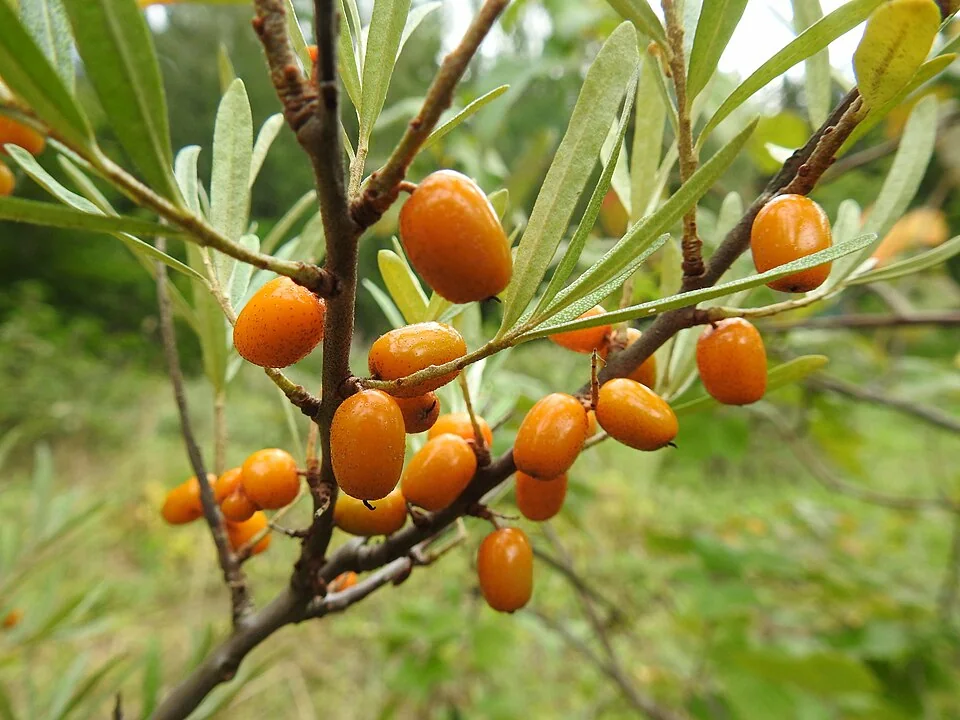 Baies orange d’argousier (Hippophae rhamnoides)