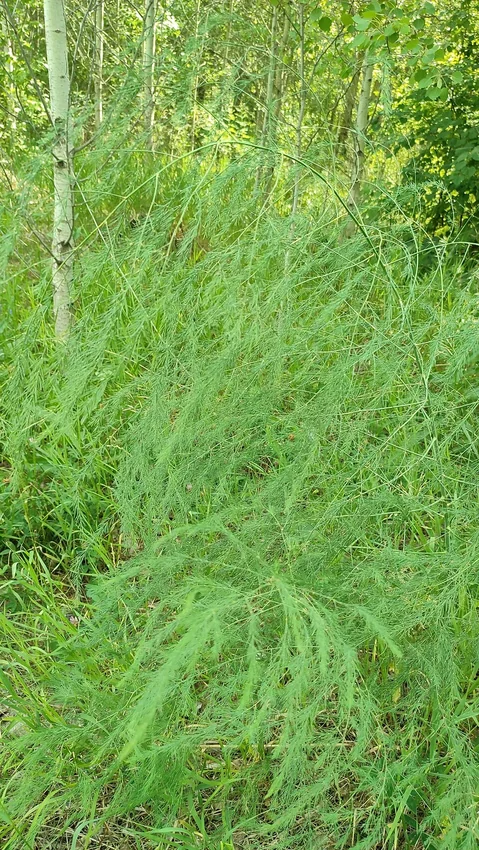Asperge sauvage (Asparagus officinalis), individu de la même espèce que l’asperge cultivée