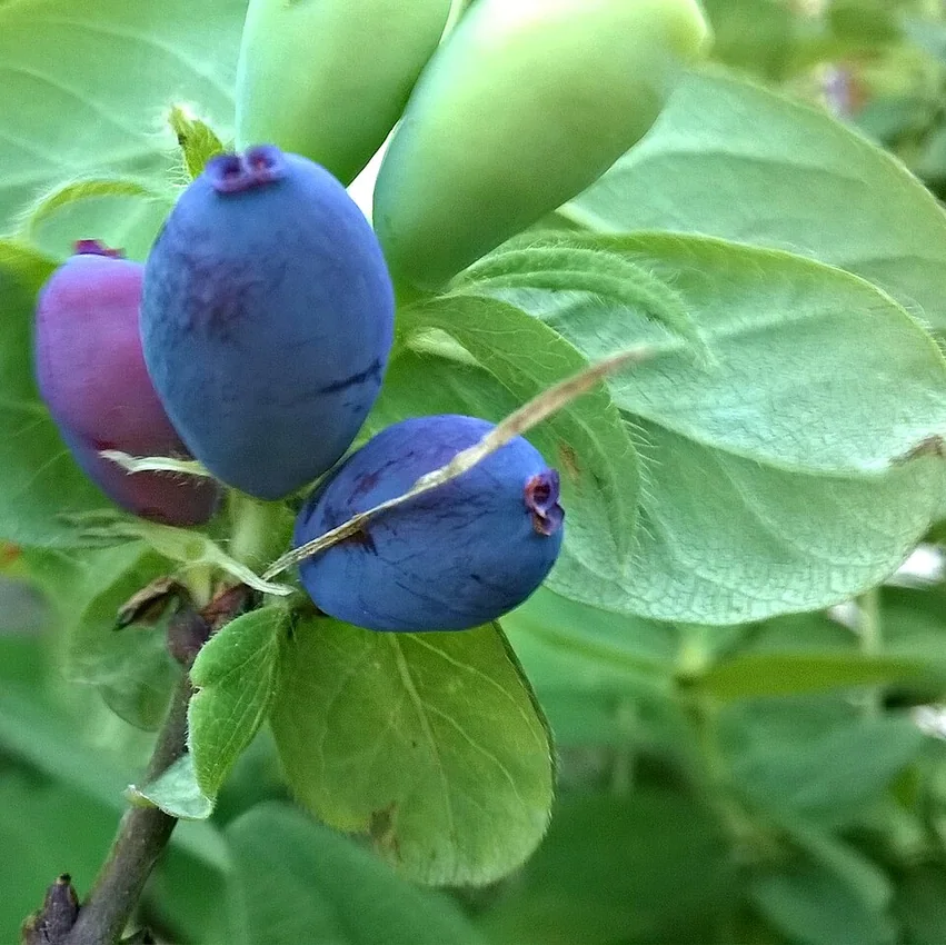 Baies bleues du camérisier (Lonicera caerulea)