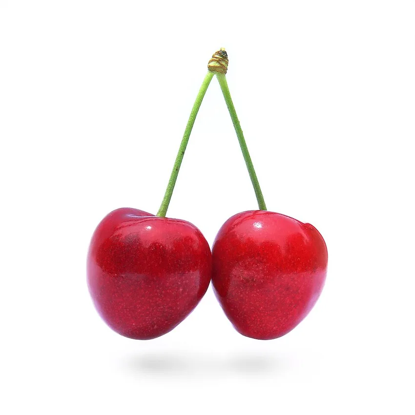 Cerises douces de la variété Stella (Prunus avium)