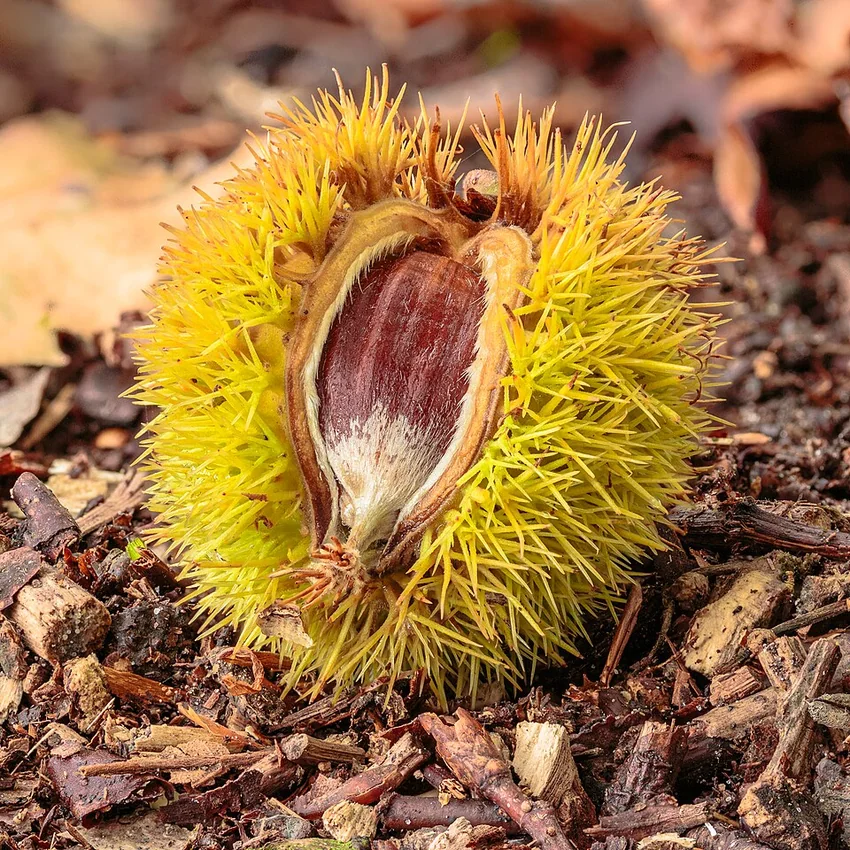 Châtaignes comestibles (Castanea sativa) tombées au sol