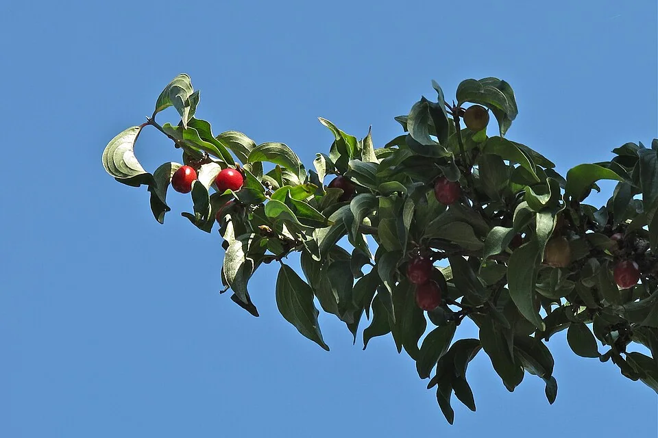 Cornouilles rouges du cornouiller mâle (Cornus mas)