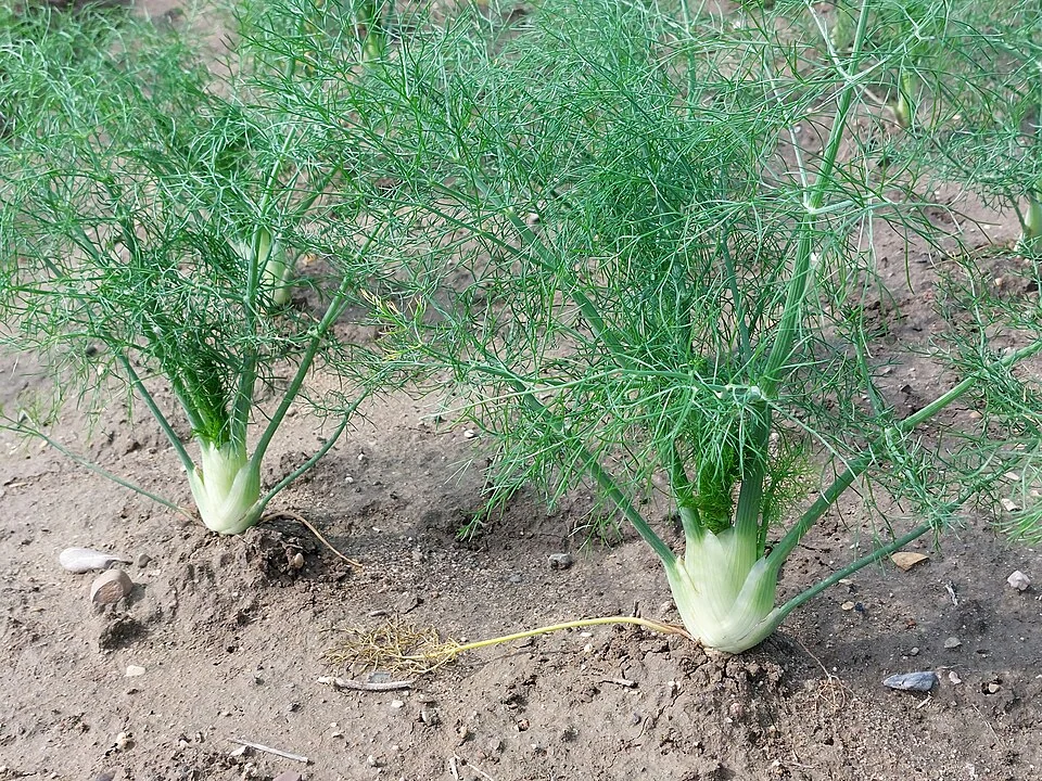 Fenouils bulbeux (Foeniculum vulgare var. azoricum) en culture