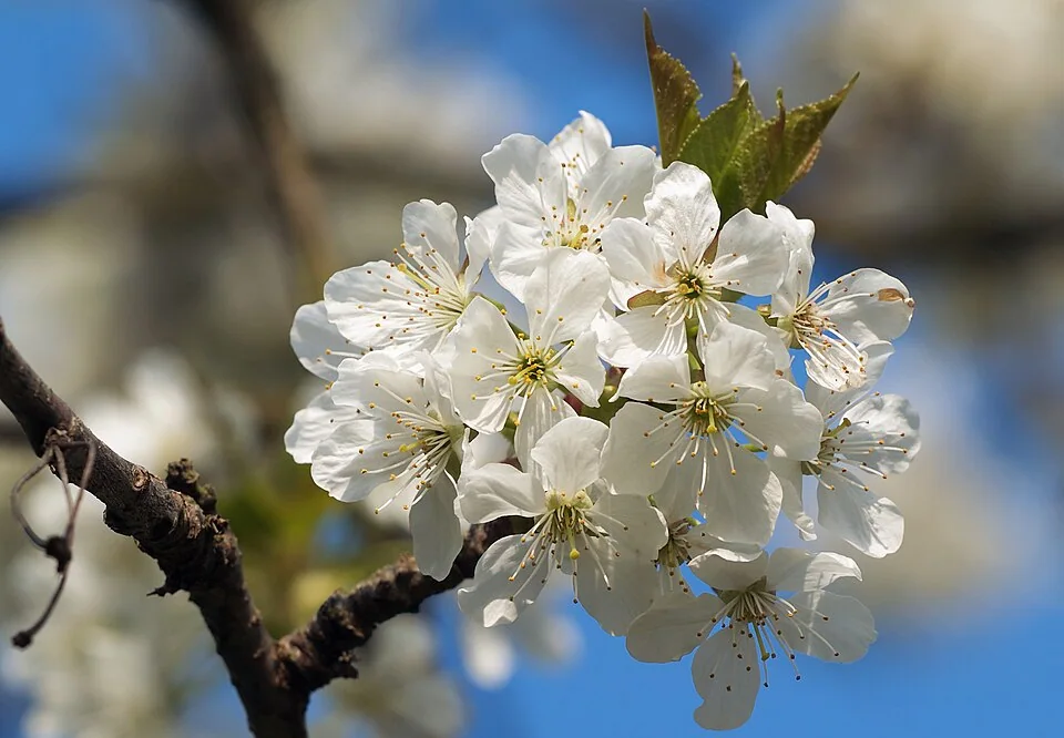 Floraison du griottier (Prunus cerasus), avant la formation des fruits