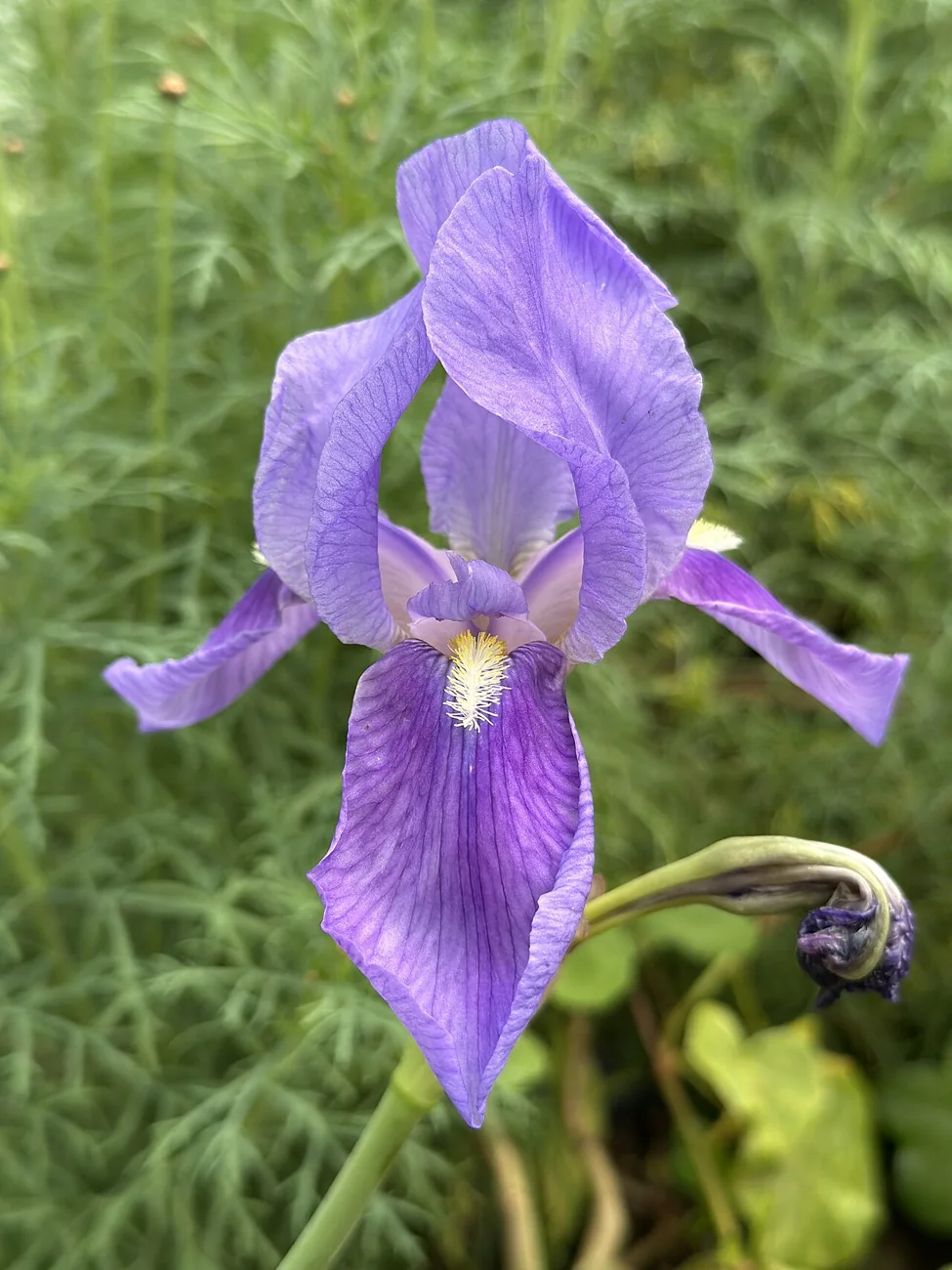 Photographie botanique de fleur d’iris barbu