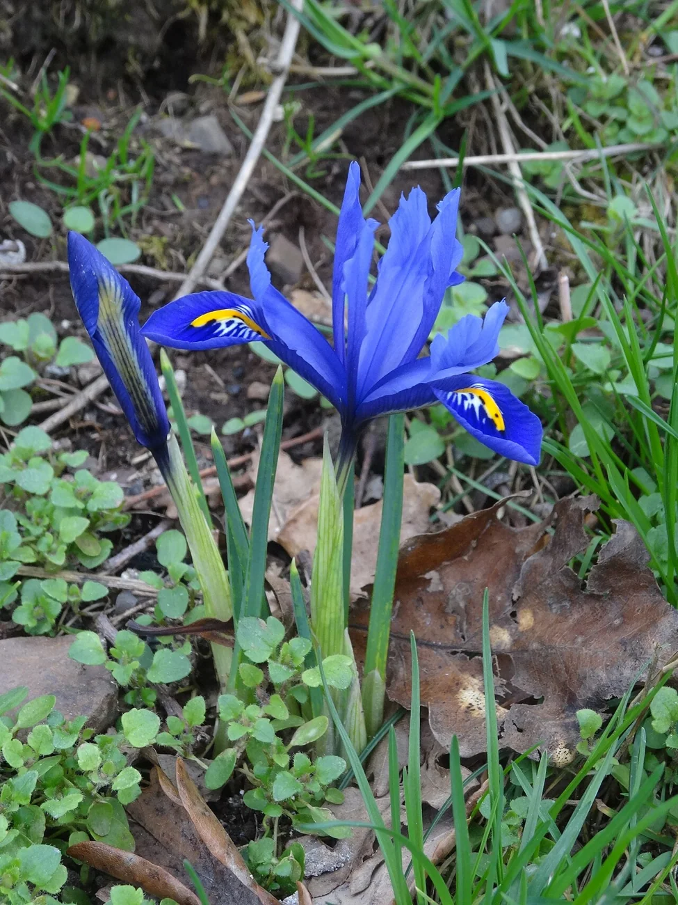 Photographie botanique de fleur d’iris réticulé
