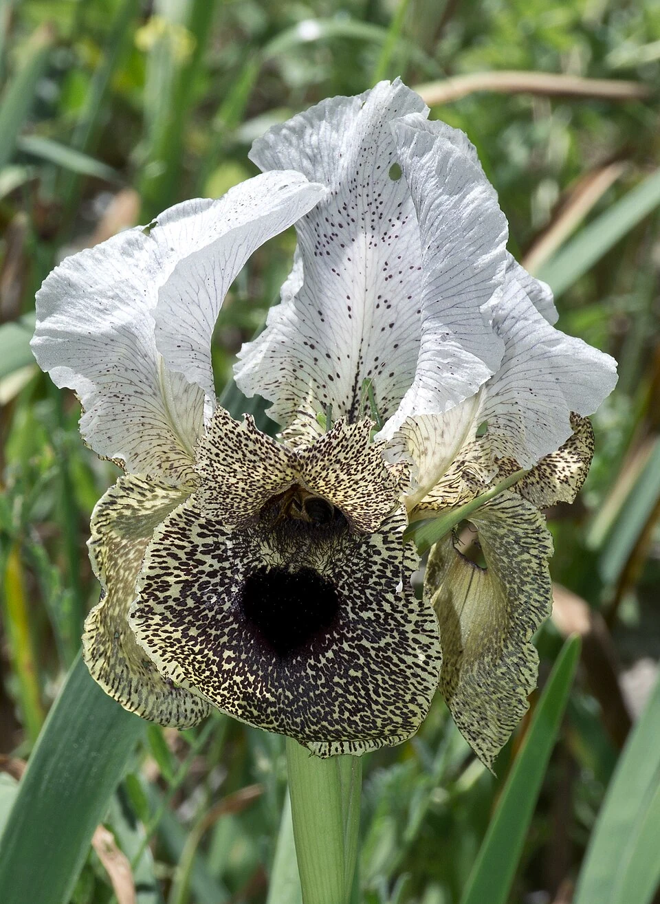 Photographie d’une fleur d’Iris bismarckiana (Oncocyclus) sur le mont Yona en Israël.