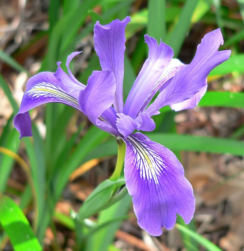 Photographie d’un Iris douglasiana en fleur dans un jardin botanique de Californie.