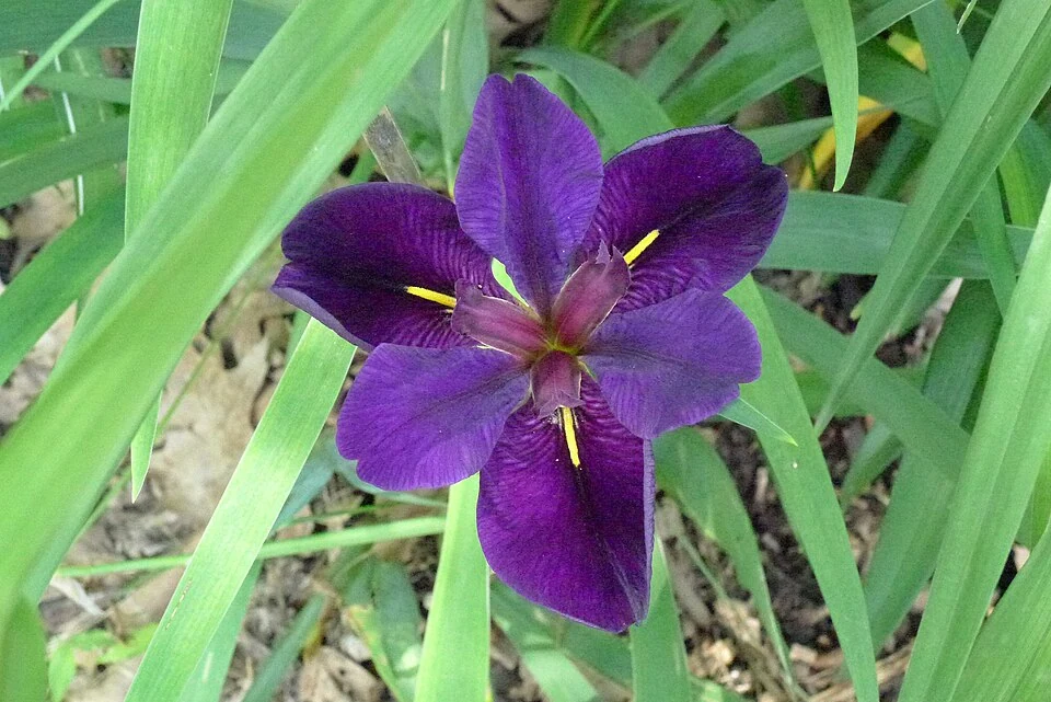 Photographie d’un iris pourpre du groupe de Louisiane, cultivar non identifié.