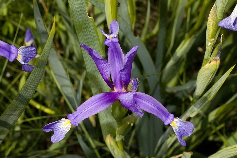 Photographie d’une fleur violette d’iris présentée comme Iris spuria, parmi des feuilles dressées.