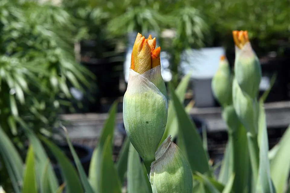 Iris « ORANGE HARVEST », photographie identifiée par son auteur et par Wikimedia Commons.