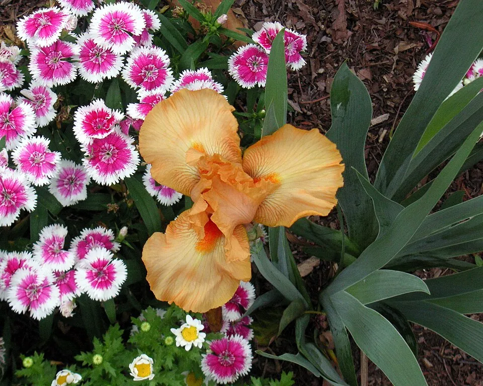 Iris « MAID OF ORANGE », photographie identifiée par son auteur et par Wikimedia Commons.