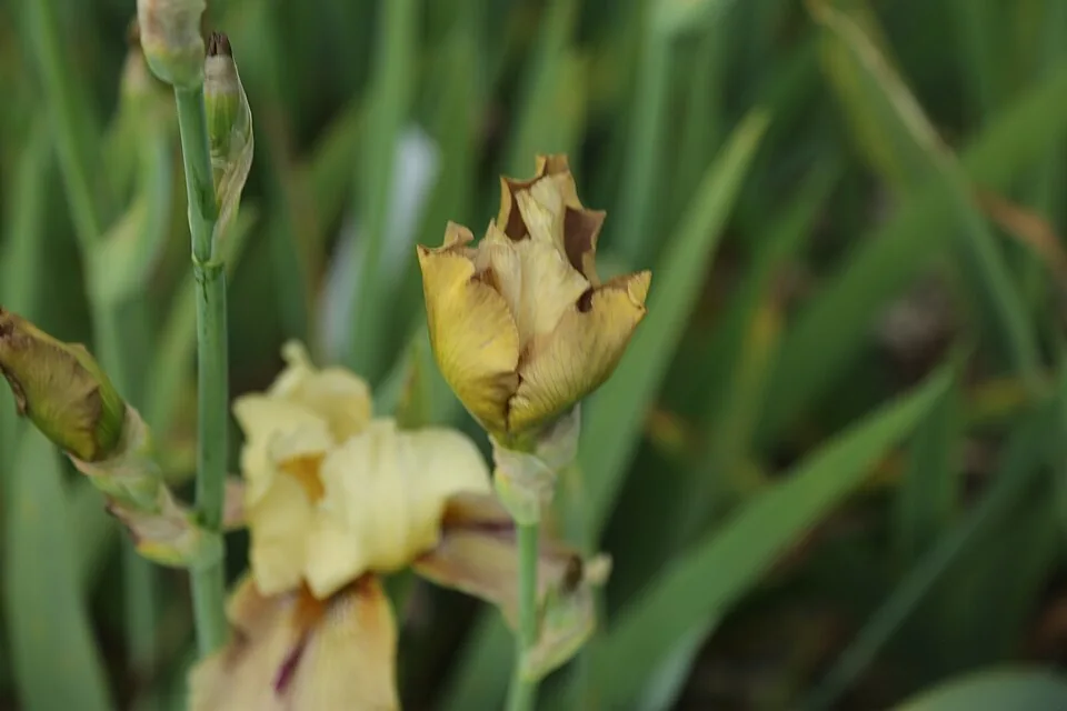 Cultivar THORNBIRD identifié ; crédits photographiques sur la fiche