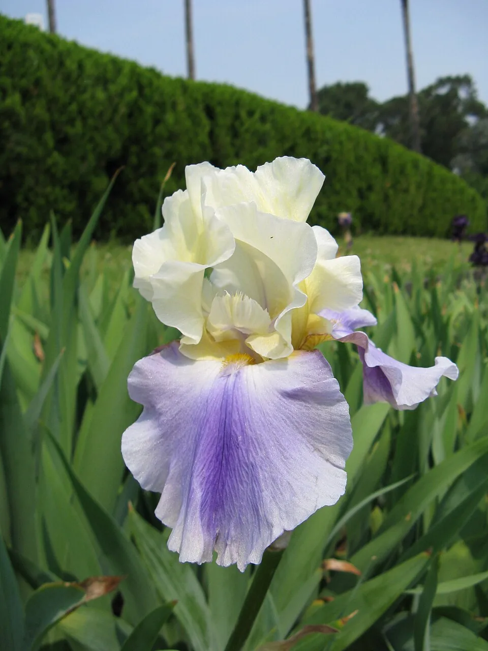 Iris « EDITH WOLFORD », photographie identifiée par son auteur et par Wikimedia Commons.