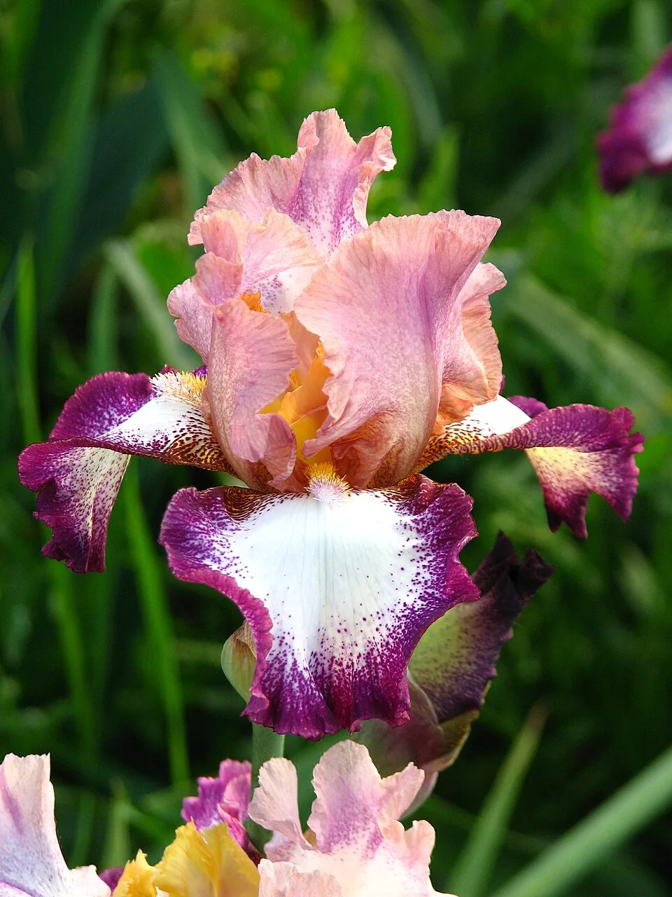 Iris « CHANGE OF PACE », photographie identifiée par son auteur et par Wikimedia Commons.