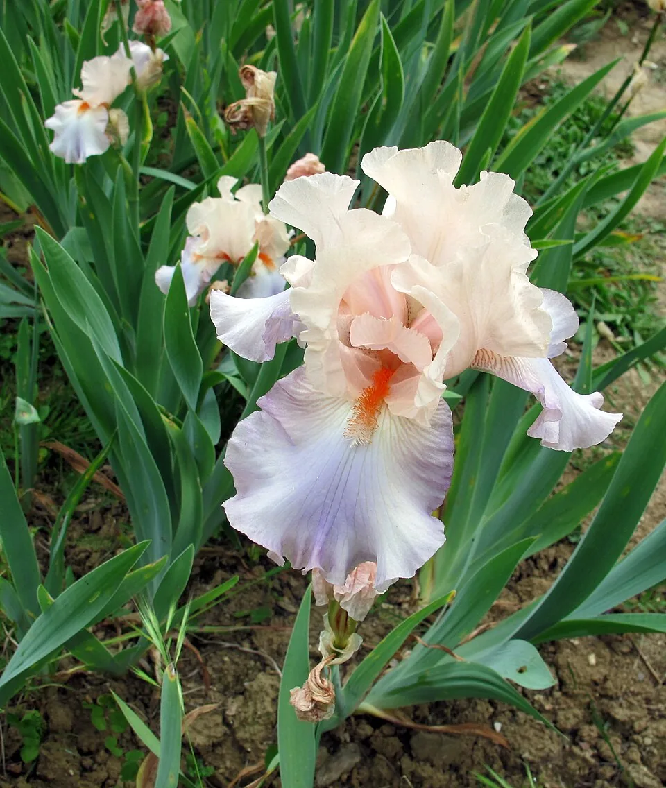 Iris « CELEBRATION SONG », photographie identifiée par son auteur et par Wikimedia Commons.