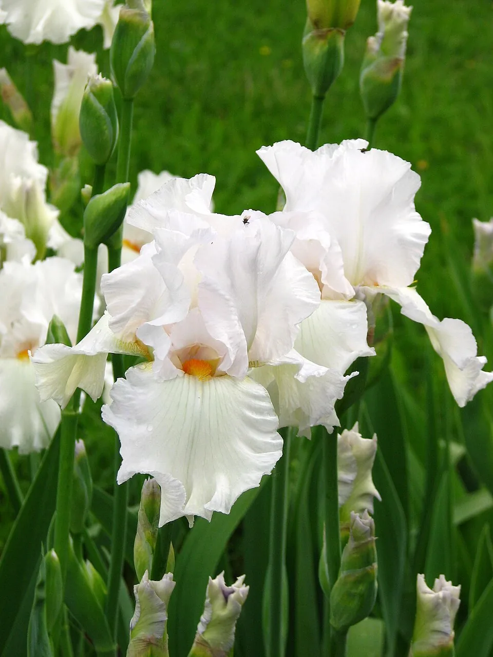 Iris « SKATING PARTY », photographie identifiée par son auteur et par Wikimedia Commons.