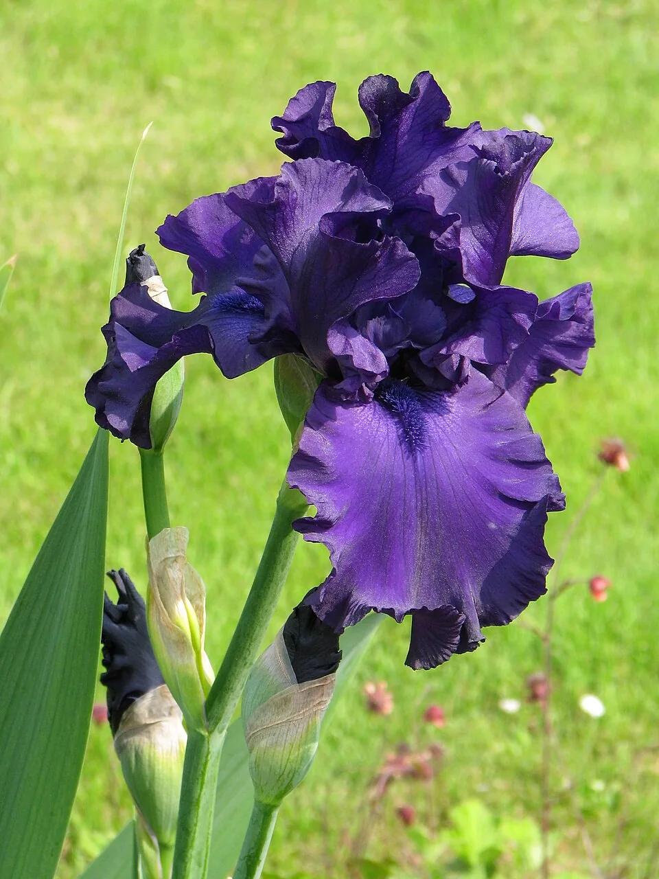 Cultivar DUSKY CHALLENGER identifié ; crédits photographiques sur la fiche