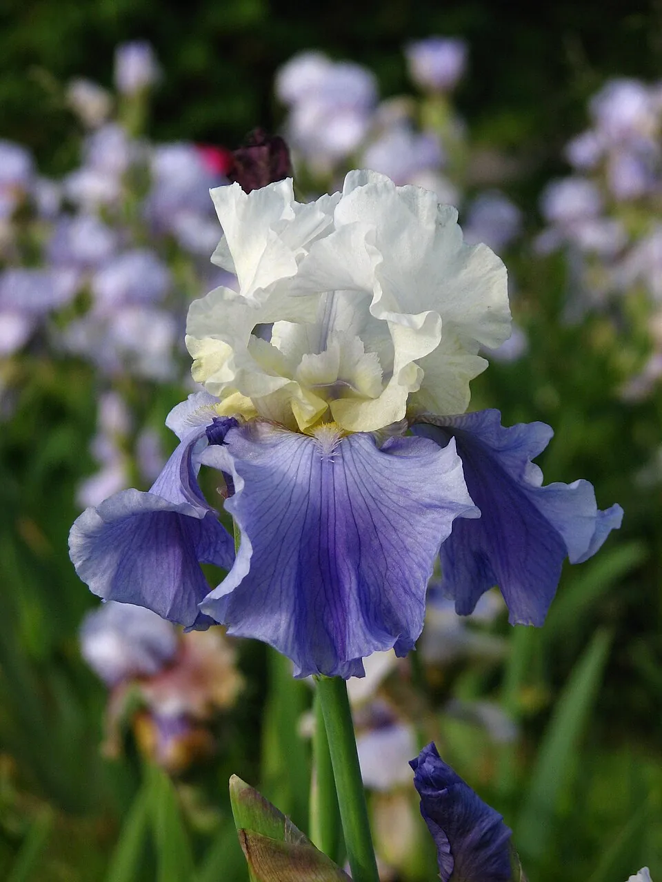 Iris « STAIRWAY TO HEAVEN », photographie identifiée par son auteur et par Wikimedia Commons.