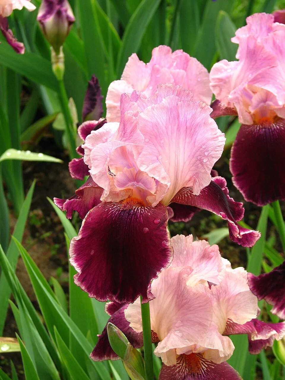 Iris « WINE AND ROSES », photographie identifiée par son auteur et par Wikimedia Commons.