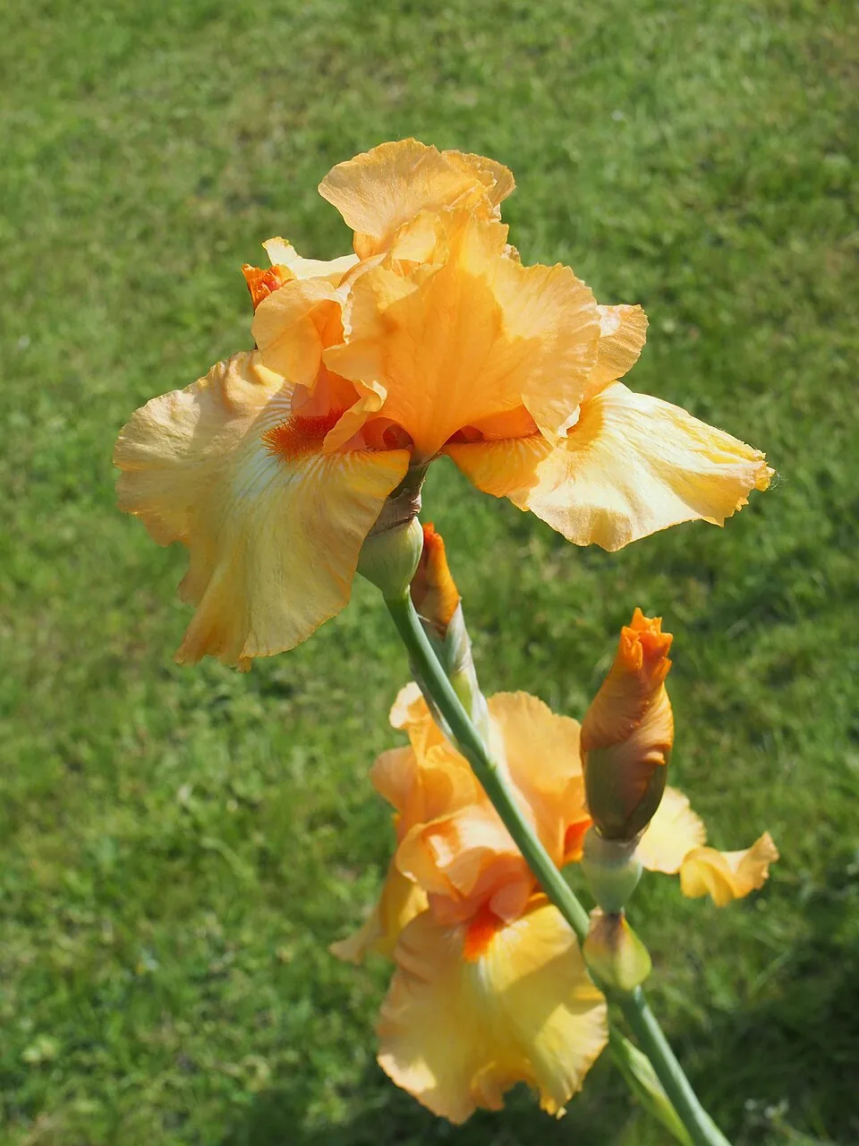 Iris « SKYFIRE », photographie identifiée par son auteur et par Wikimedia Commons.