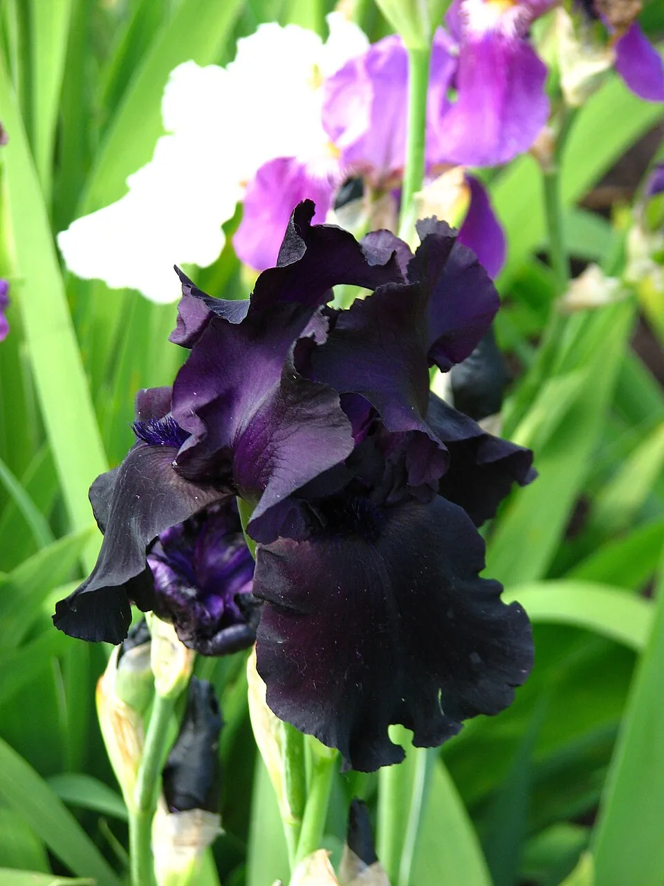 Iris « OLD BLACK MAGIC », photographie identifiée par son auteur et par Wikimedia Commons.
