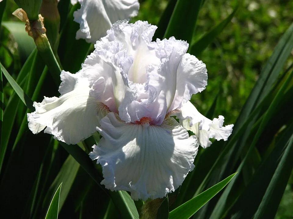 Iris « QUEEN OF ANGELS », photographie identifiée par son auteur et par Wikimedia Commons.
