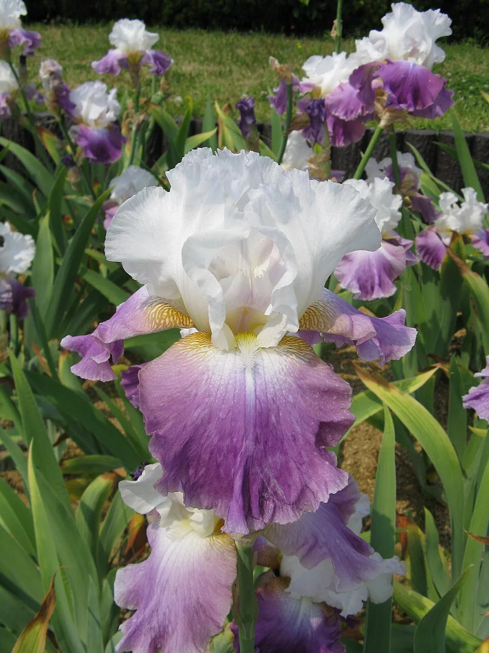 Iris « JAZZED UP », photographie identifiée par son auteur et par Wikimedia Commons.