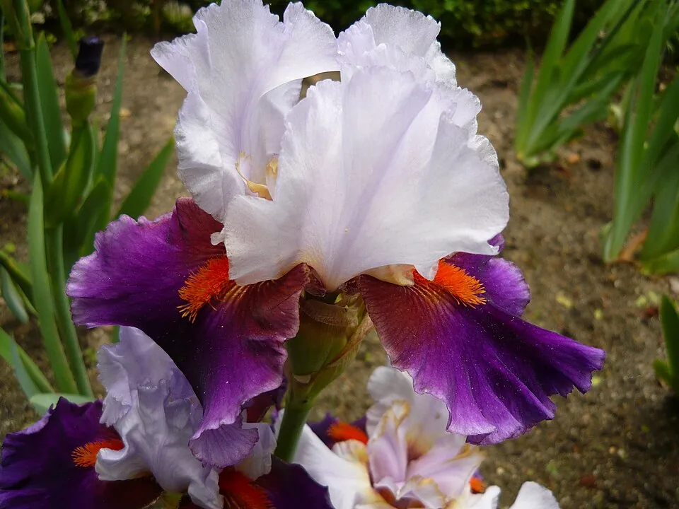 Iris « SHARPSHOOTER », photographie identifiée par son auteur et par Wikimedia Commons.