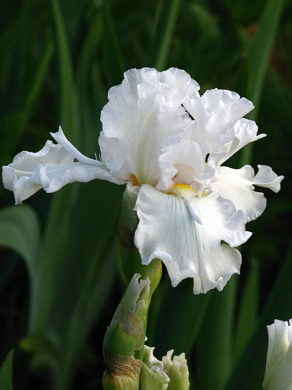 Iris « MESMERIZER », photographie identifiée par son auteur et par Wikimedia Commons.