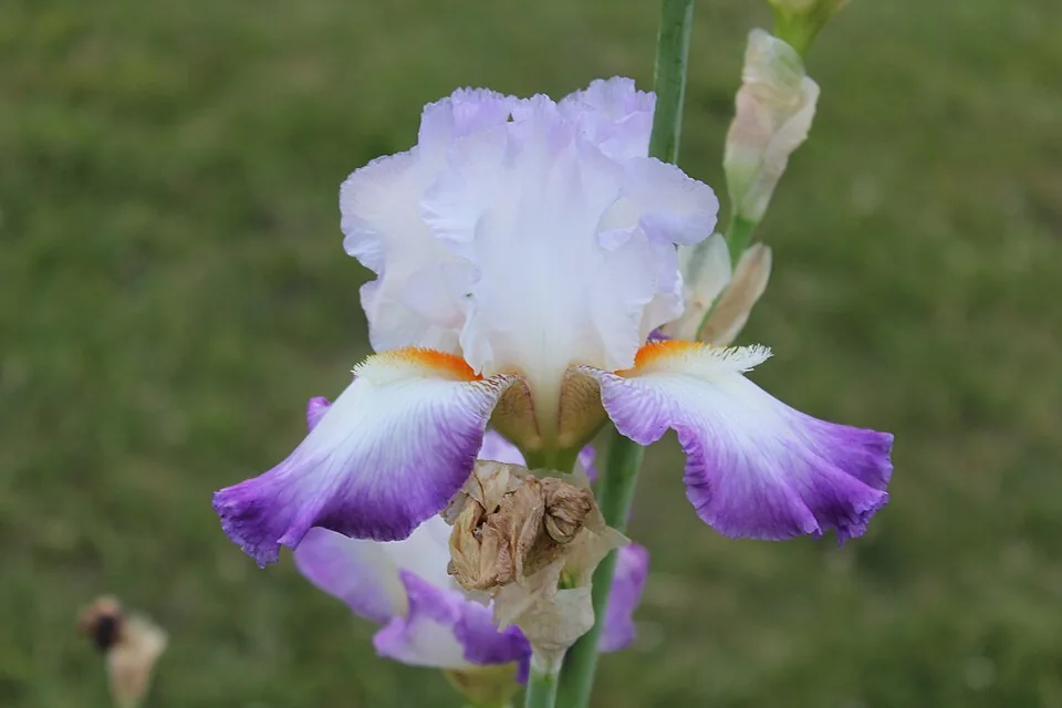 Iris « CONJURATION », photographie identifiée par son auteur et par Wikimedia Commons.
