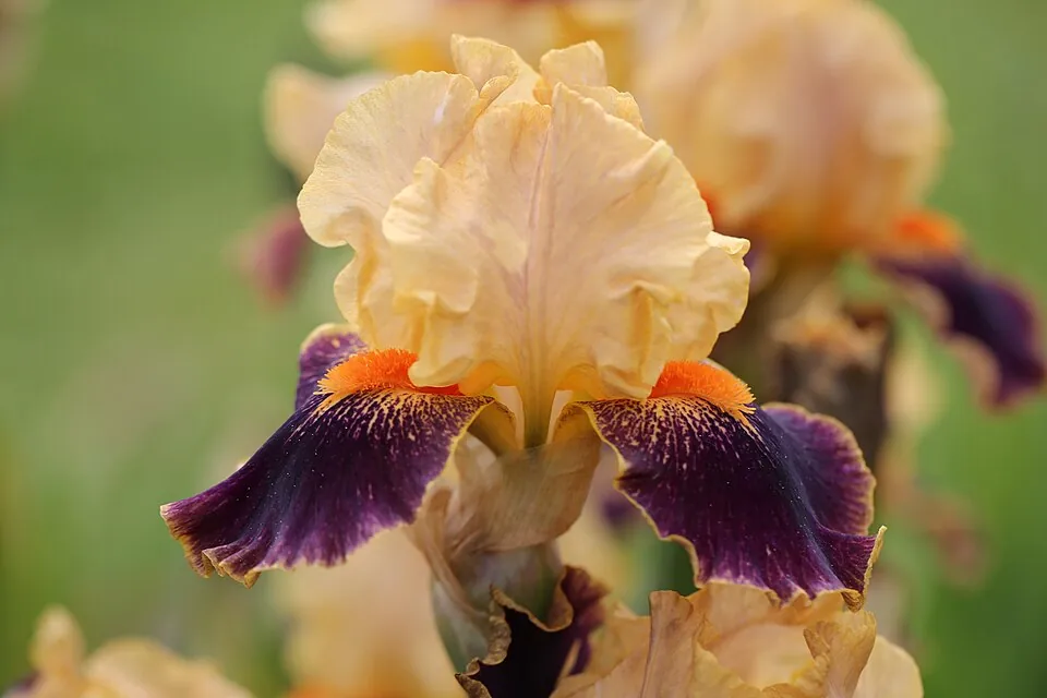 Iris « DELIRIUM », photographie identifiée par son auteur et par Wikimedia Commons.