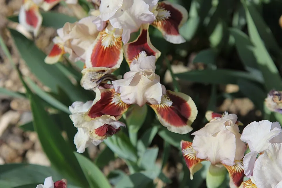 Iris « RED HEART », photographie identifiée par son auteur et par Wikimedia Commons.