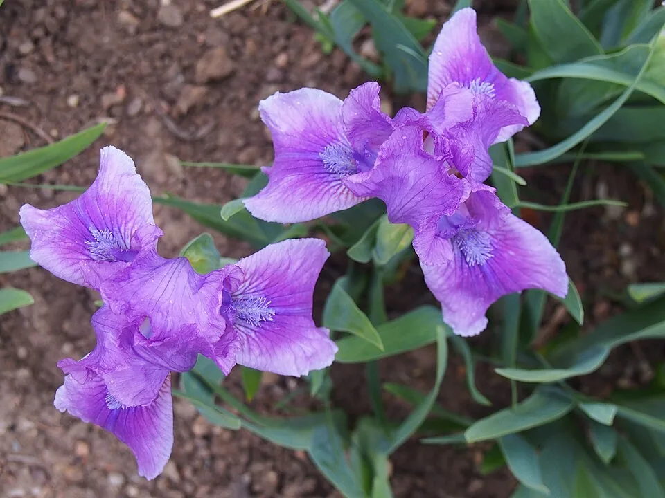 Iris « LITTLE DREAM », photographie identifiée par son auteur et par Wikimedia Commons.