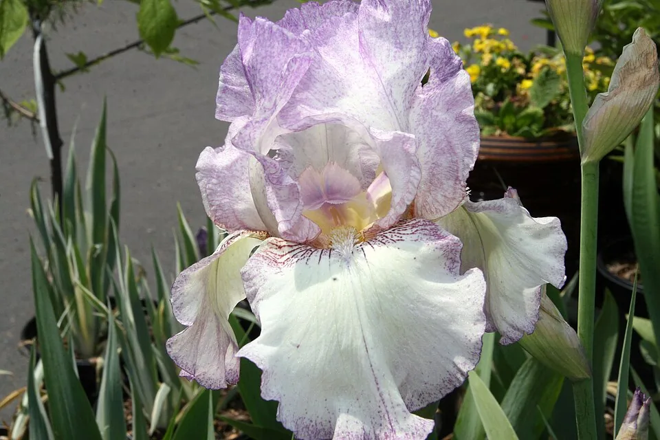 Iris « AUTUMN TRYST », photographie identifiée par son auteur et par Wikimedia Commons.