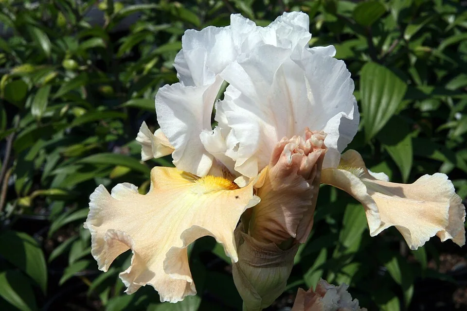 Cultivar CHAMPAGNE ELEGANCE identifié ; crédits photographiques sur la fiche