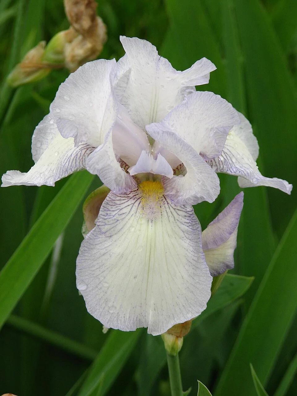 Cultivar IMMORTALITY identifié ; crédits photographiques sur la fiche
