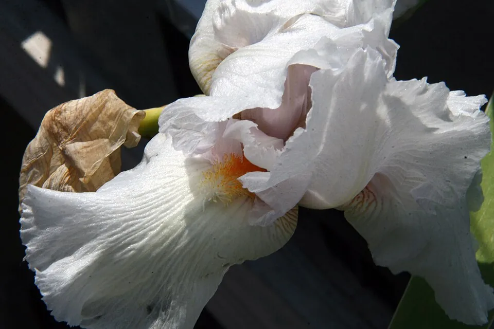 Iris « ETERNAL BLISS », photographie identifiée par son auteur et par Wikimedia Commons.