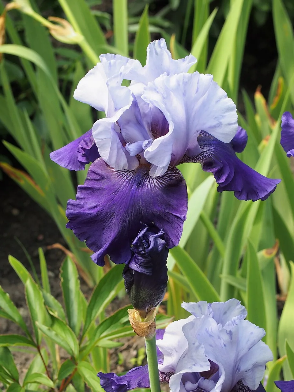 Iris « BEST BET », photographie identifiée par son auteur et par Wikimedia Commons.