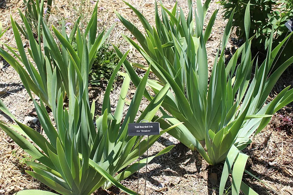 Iris « BREAKERS », photographie identifiée par son auteur et par Wikimedia Commons.