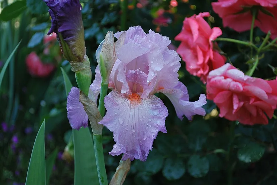 Iris « JENNIFER REBECCA », photographie identifiée par son auteur et par Wikimedia Commons.