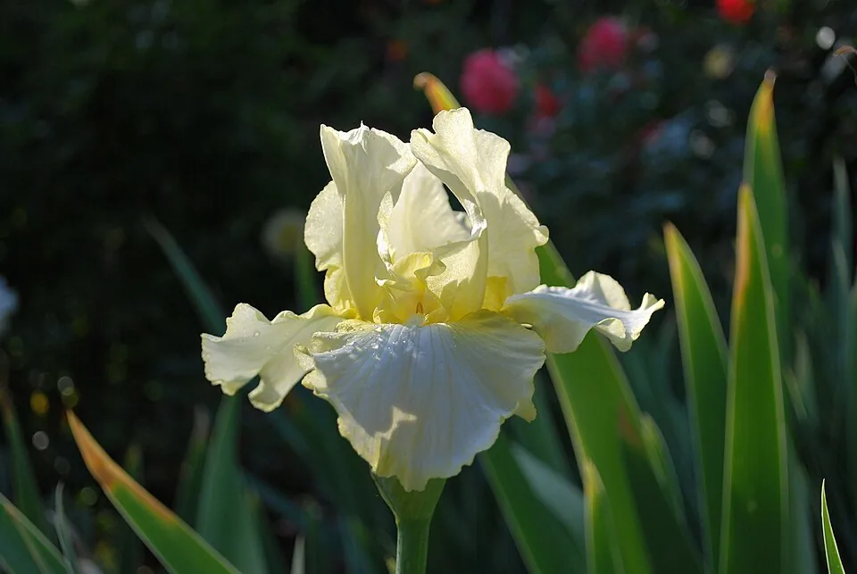 Iris « TOTAL RECALL », photographie identifiée par son auteur et par Wikimedia Commons.