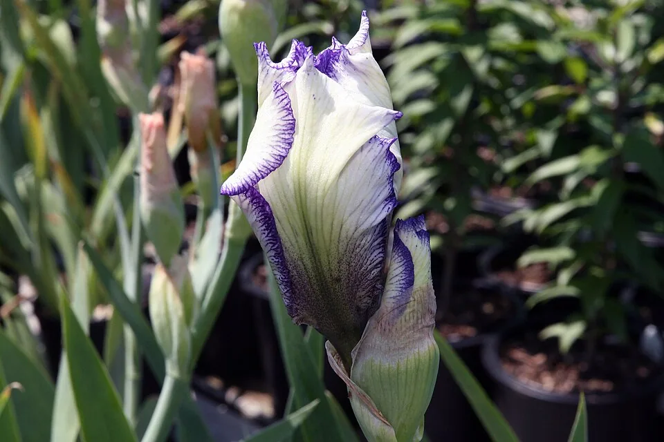 Iris « AUTUMN CIRCUS », photographie identifiée par son auteur et par Wikimedia Commons.