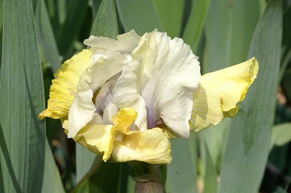Iris « ENCHANTED ONE », photographie identifiée par son auteur et par Wikimedia Commons.