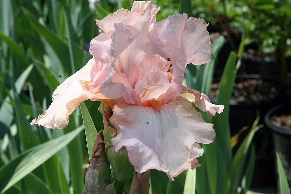Iris « PINK ATTRACTION », photographie identifiée par son auteur et par Wikimedia Commons.