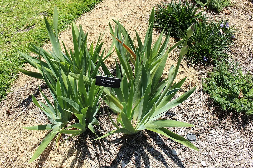 Iris « CLARENCE », photographie identifiée par son auteur et par Wikimedia Commons.