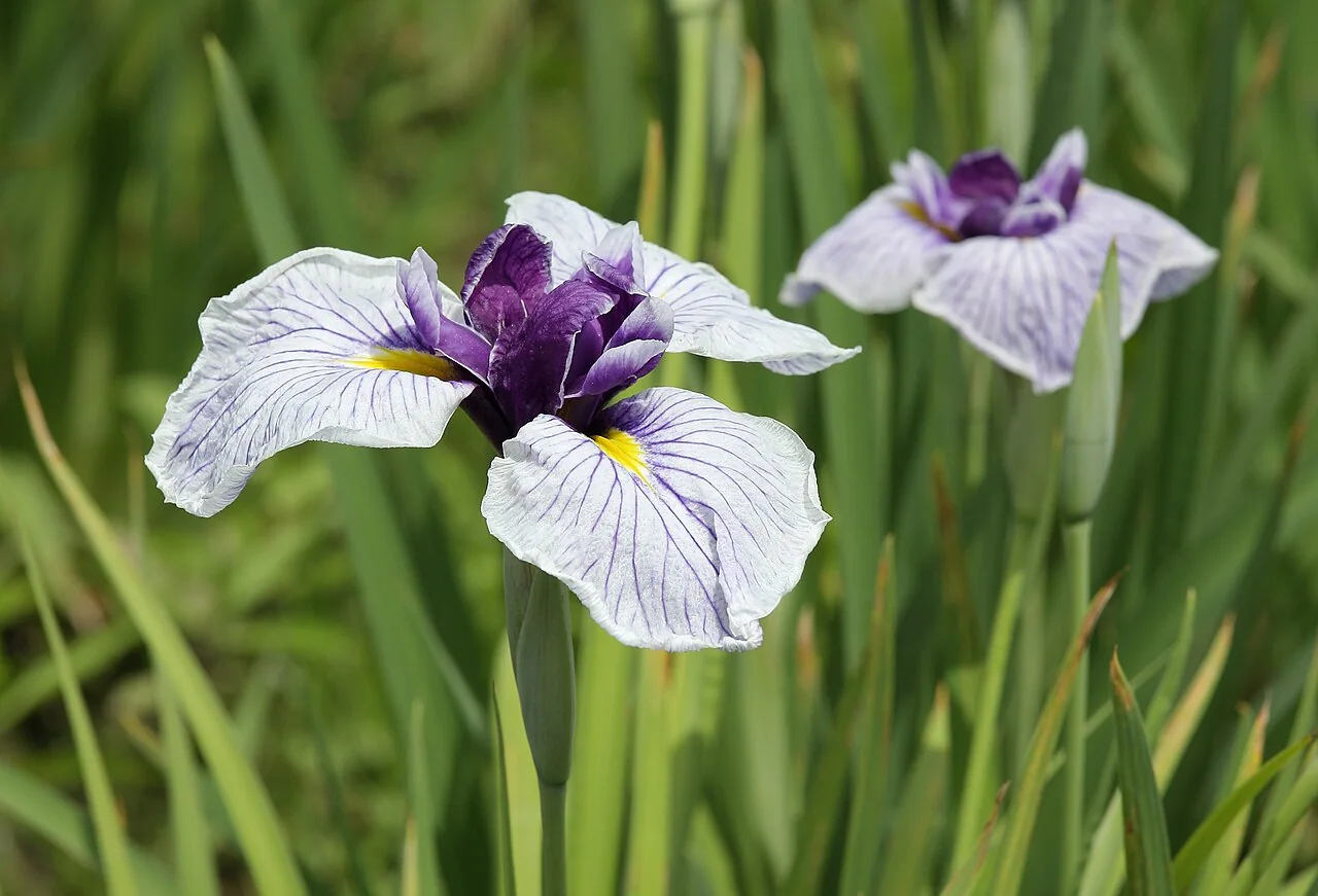 Photographie botanique de fleur d’iris du Japon