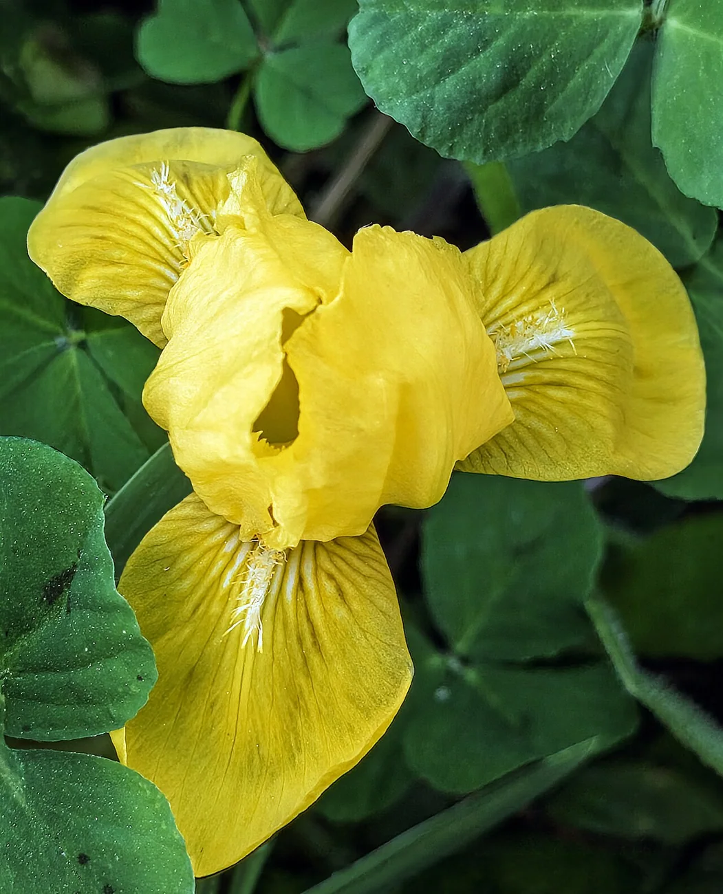 Photographie botanique de fleur d’iris jaune des marais